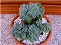 Echeveria pumila